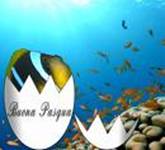Buona Pasqua WAC 2018