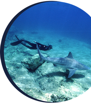 WAC - LIFE EUROPEAN SHARK