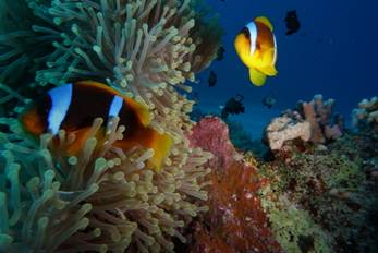 Sharm el Sheikh 2024