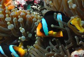 Sharm el Sheik ottobre 2022